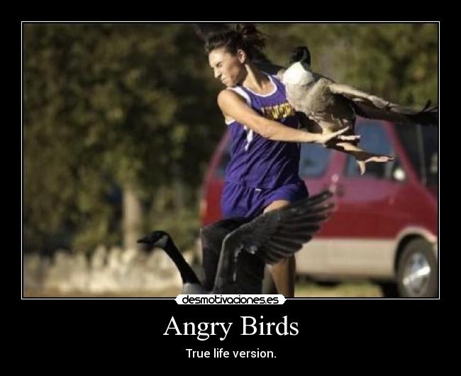 Angry Birds - True life version.