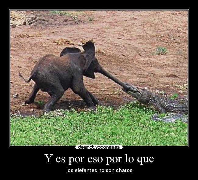 Y es por eso por lo que - 