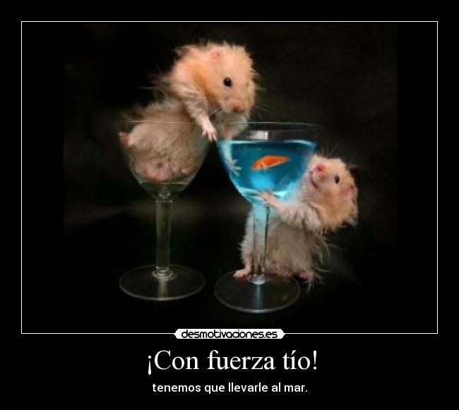 carteles hamster desmotivaciones