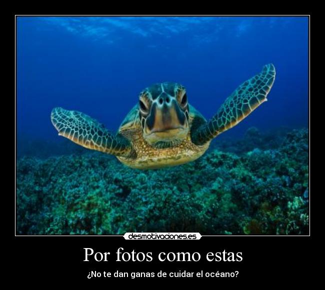 Por fotos como estas - ¿No te dan ganas de cuidar el océano?