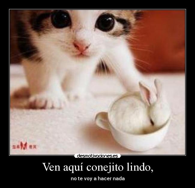Ven aquí conejito lindo, - 