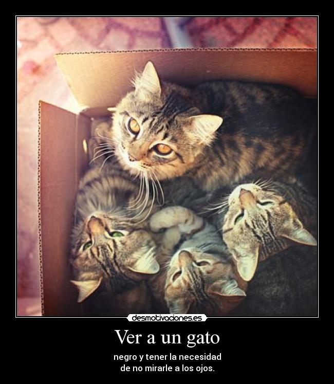 Ver a un gato - 