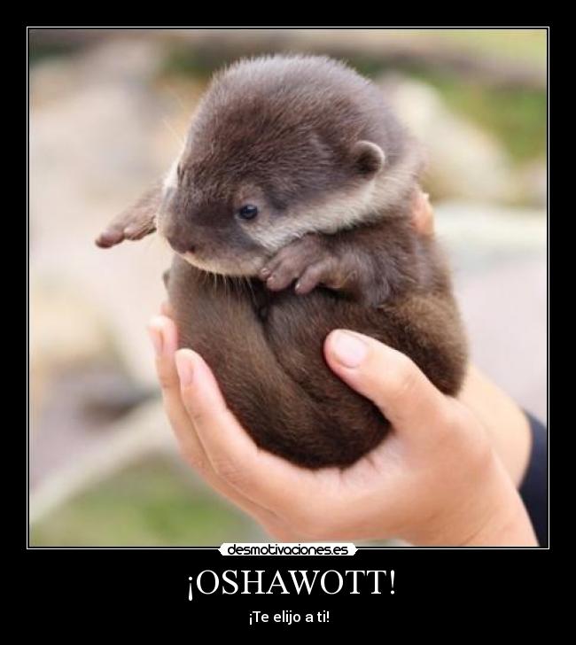 ¡OSHAWOTT! - 