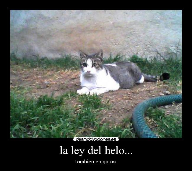 la ley del helo... - tambien en gatos.