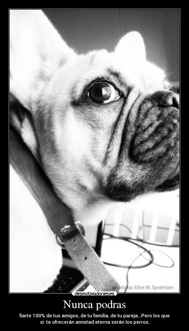 Nunca podras - fiarte 100% de tus amigos, de tu familia, de tu pareja...Pero los que
si te ofrecerán amistad eterna serán los perros.