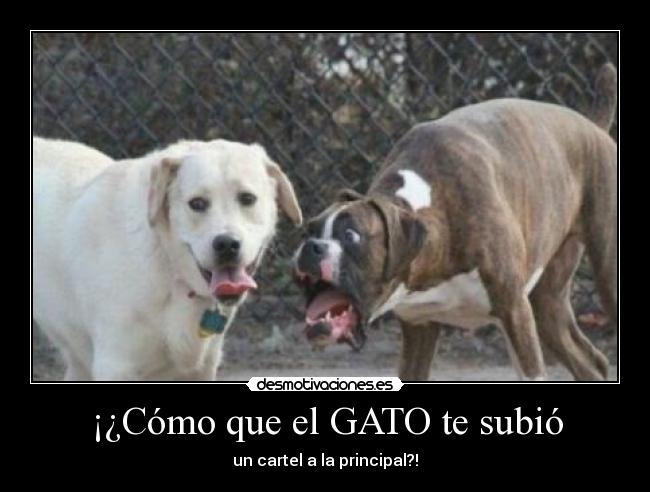 ¡¿Cómo que el GATO te subió -