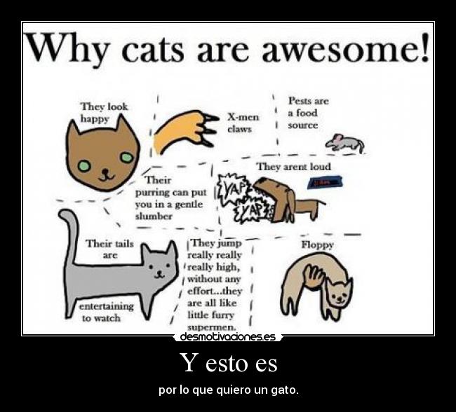 Y esto es - por lo que quiero un gato.