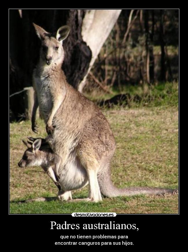 Padres australianos, - que no tienen problemas para
encontrar canguros para sus hijos.