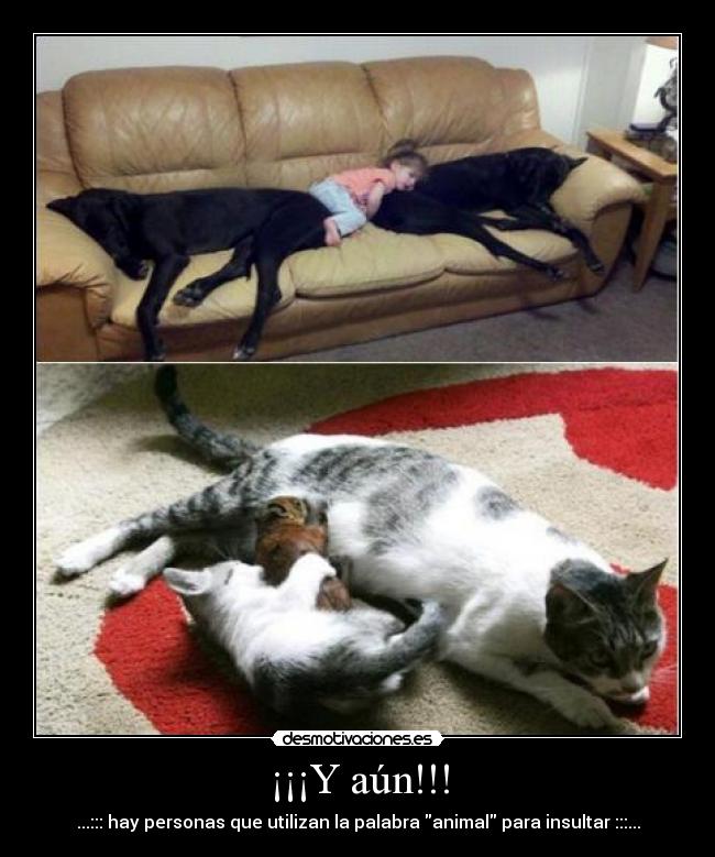 ¡¡¡Y aún!!! - ...::: hay personas que utilizan la palabra animal para insultar :::...
