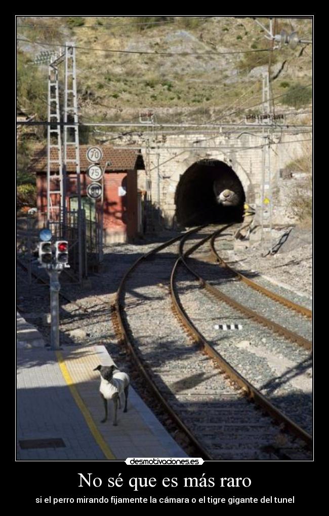 No sé que es más raro - si el perro mirando fijamente la cámara o el tigre gigante del tunel