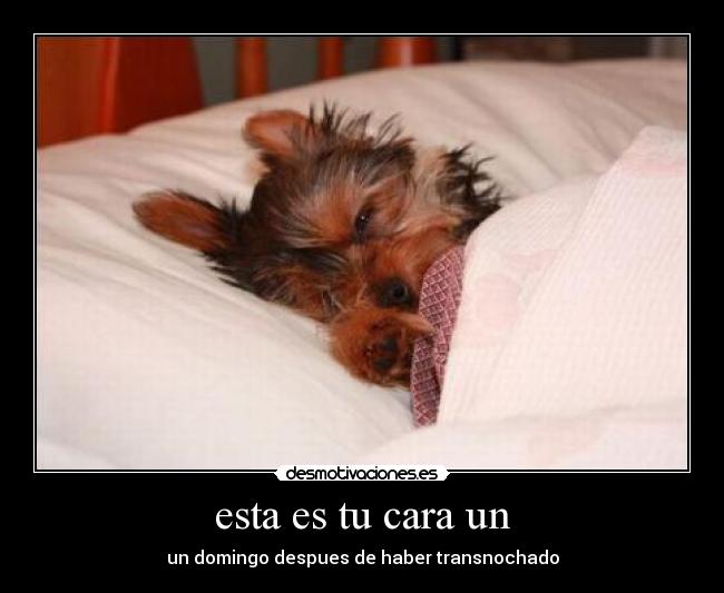 esta es tu cara un - 