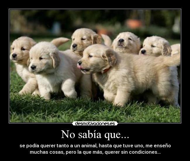No sabía que... - se podía querer tanto a un animal, hasta que tuve uno, me enseño
muchas cosas, pero la que más, querer sin condiciones...