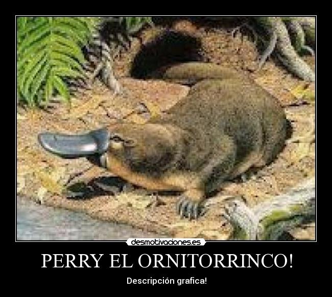 PERRY EL ORNITORRINCO! - Descripción grafica!