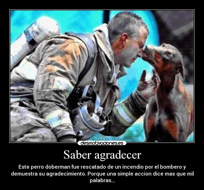 carteles bombero perro agradecer gracias rescate paramedico incendio motiva reflexion animal desmotivaciones