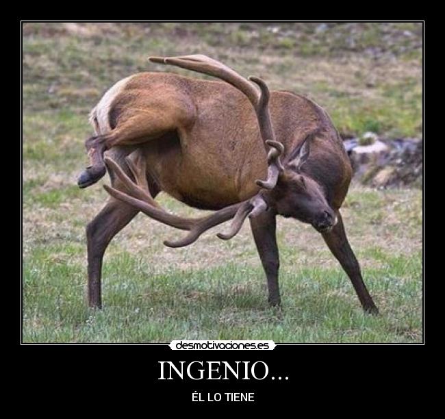 INGENIO... - ÉL LO TIENE