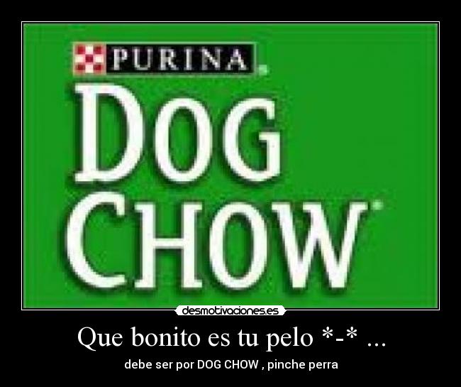 Que bonito es tu pelo *-* ... - debe ser por DOG CHOW , pinche perra