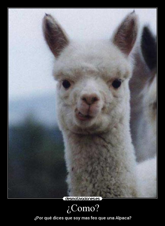 ¿Como? - ¿Por qué dices que soy mas feo que una Alpaca?