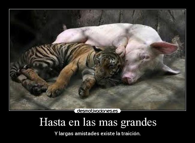 Hasta en las mas grandes - Y largas amistades existe la traición.