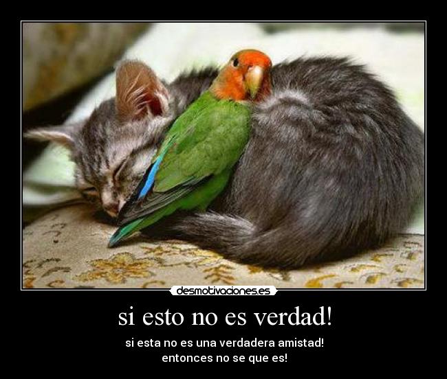 si esto no es verdad! - si esta no es una verdadera amistad!
entonces no se que es!