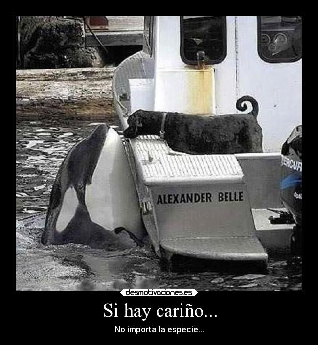 carteles carino amistad perro orca especies desmotivaciones