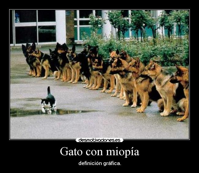 Gato con miopía - definición gráfica.