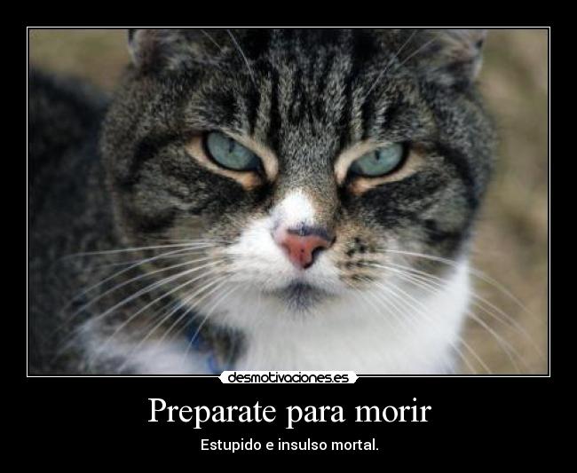 Preparate para morir - Estupido e insulso mortal.