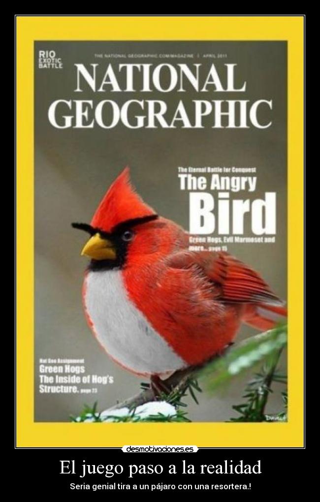 El juego paso a la realidad - Seria genial tira a un pájaro con una resortera.!