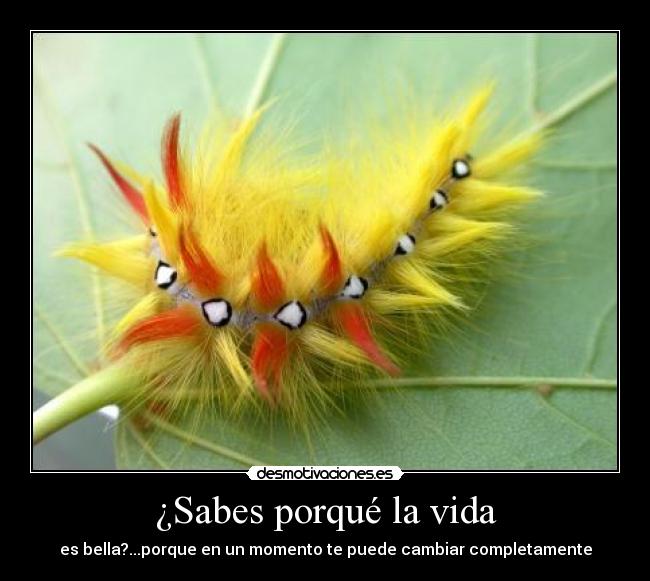 ¿Sabes porqué la vida -