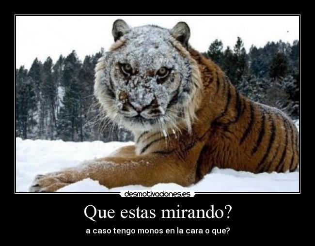 Que estas mirando? - a caso tengo monos en la cara o que?