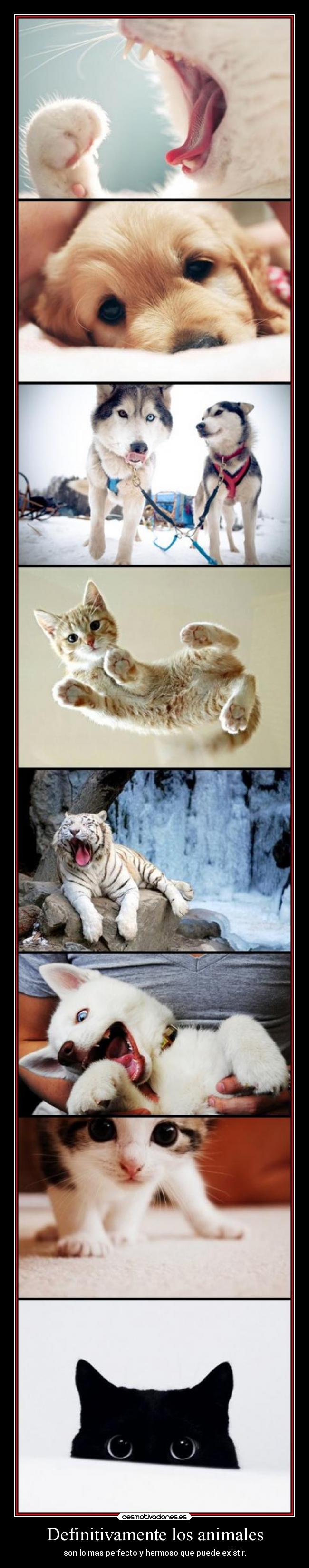 Definitivamente los animales - son lo mas perfecto y hermoso que puede existir.