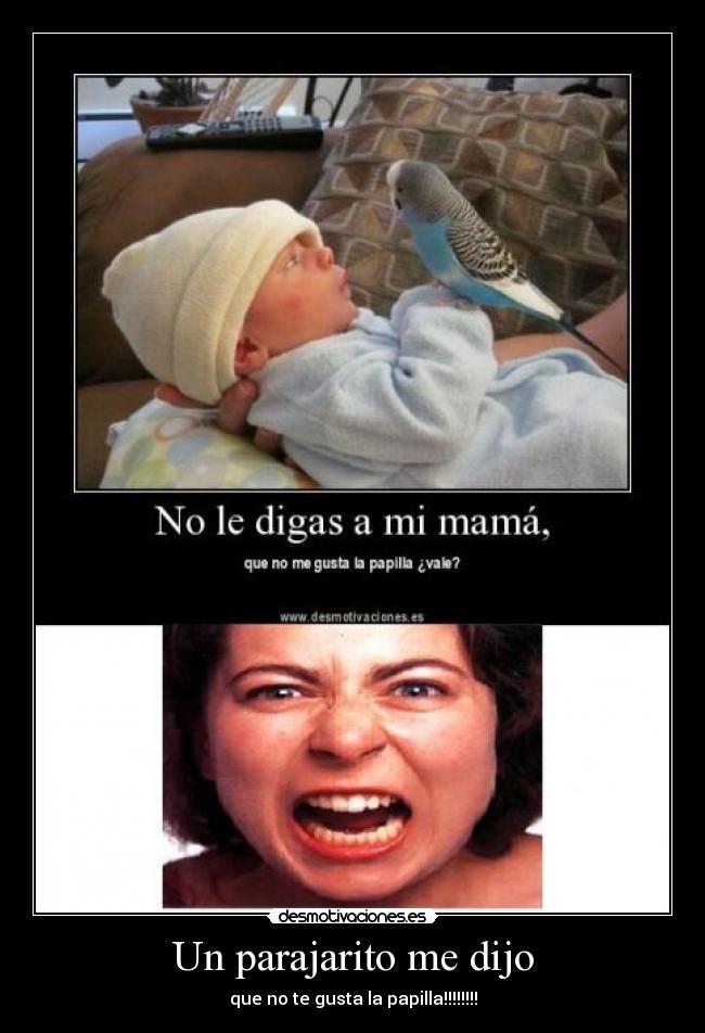 carteles pajarito chismoso desmotivaciones