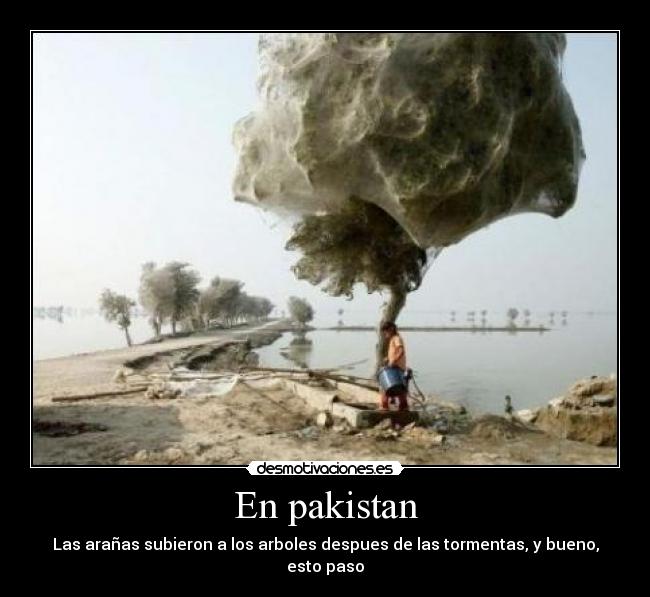 En pakistan - Las arañas subieron a los arboles despues de las tormentas, y bueno, esto paso