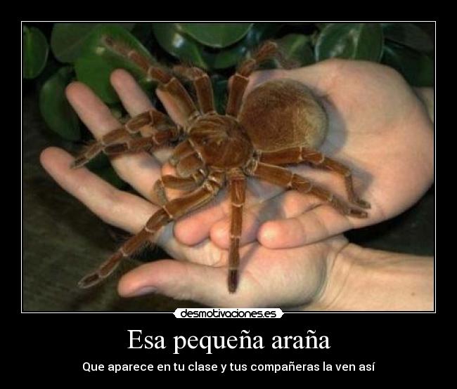 Esa pequeña araña -