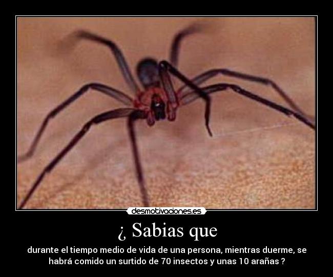 ¿ Sabias que - durante el tiempo medio de vida de una persona, mientras duerme, se
habrá comido un surtido de 70 insectos y unas 10 arañas ?