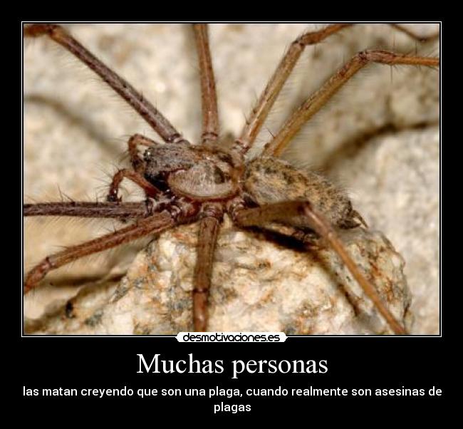 Muchas personas - las matan creyendo que son una plaga, cuando realmente son asesinas de plagas