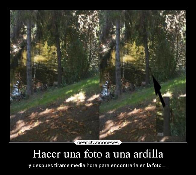 carteles foto ardilla desmotivaciones