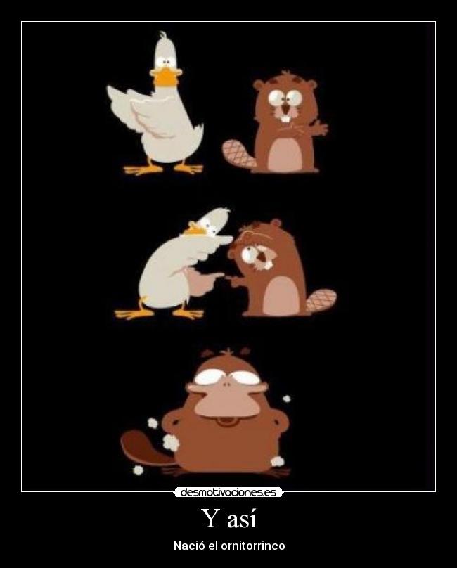 Y así - Nació el ornitorrinco