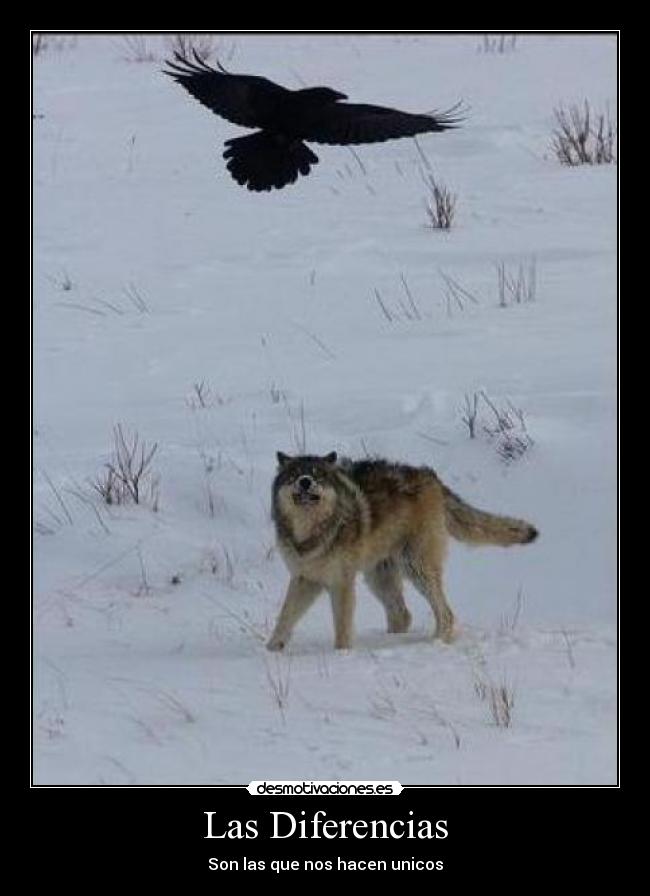 Las Diferencias - Son las que nos hacen unicos