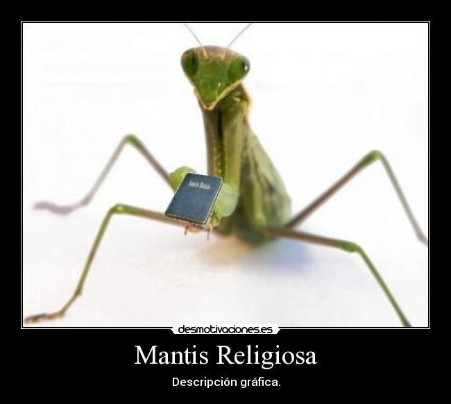 Mantis Religiosa -