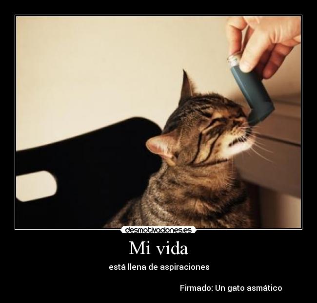 Mi vida - está llena de aspiraciones
Firmado: Un gato asmático