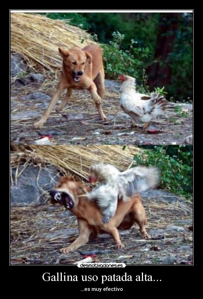 Gallina uso patada alta... -