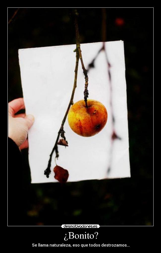 ¿Bonito? - 