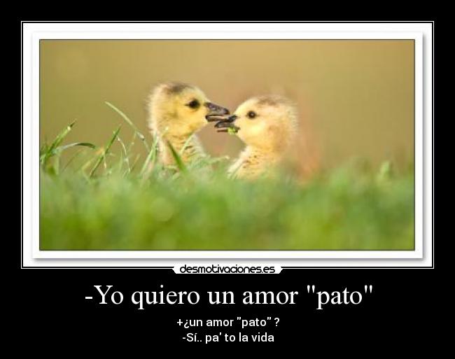 -Yo quiero un amor pato - +¿un amor pato ?
-Sí.. pa to la vida