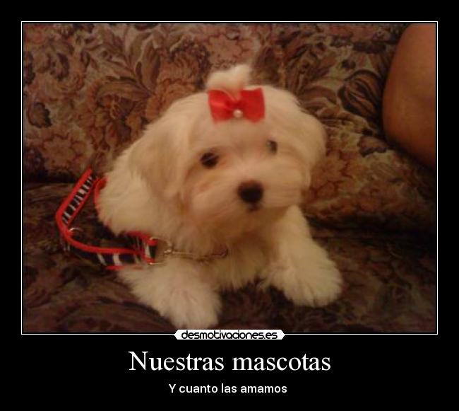 Nuestras mascotas -