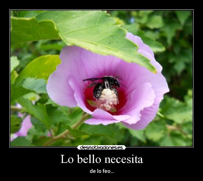 Lo bello necesita - de lo feo...