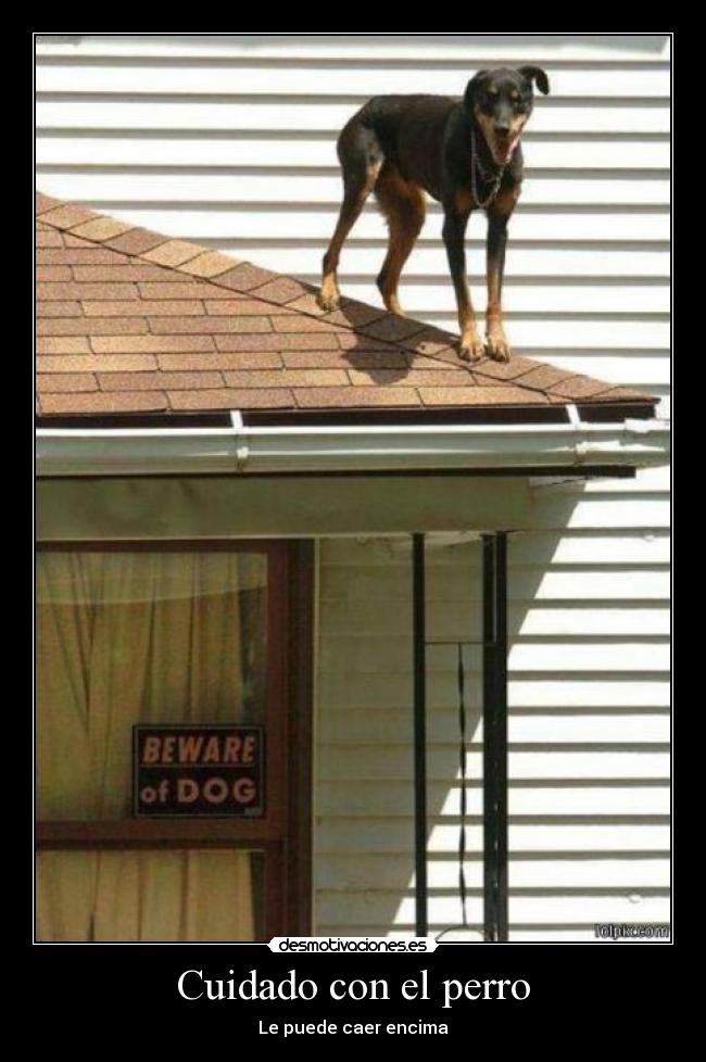 Cuidado con el perro - 