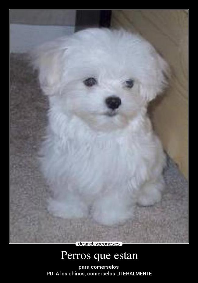 Perros que estan - para comerselos
PD: A los chinos, comerselos LITERALMENTE