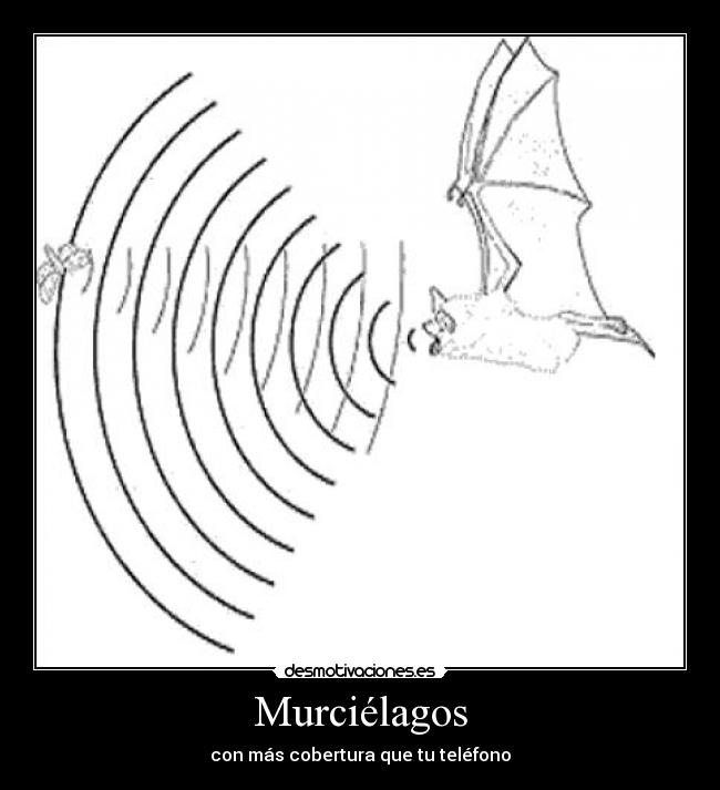 Murciélagos -