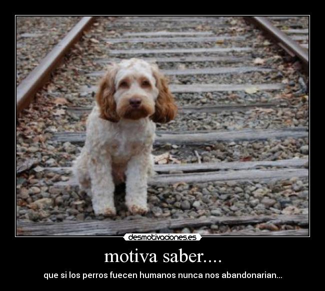 motiva saber.... -