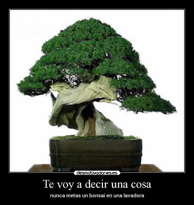 Te voy a decir una cosa - nunca metas un bonsai en una lavadora
